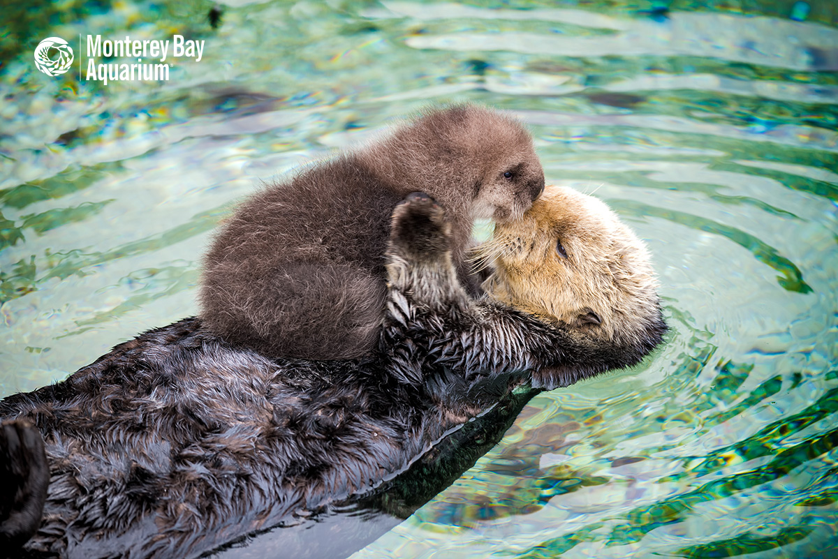 A Southern Sea Otter gives birth to a newborn pup in the Montere